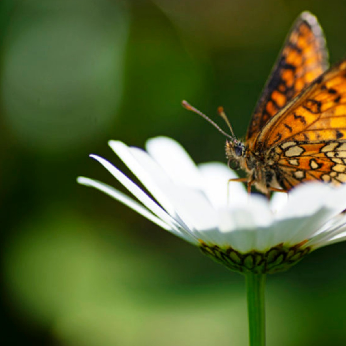 Image for teaser card with title Gällande regler